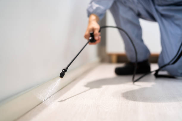 Licensed Wasp Removal service in Kincheloe, MI - Show Me Pest Control
